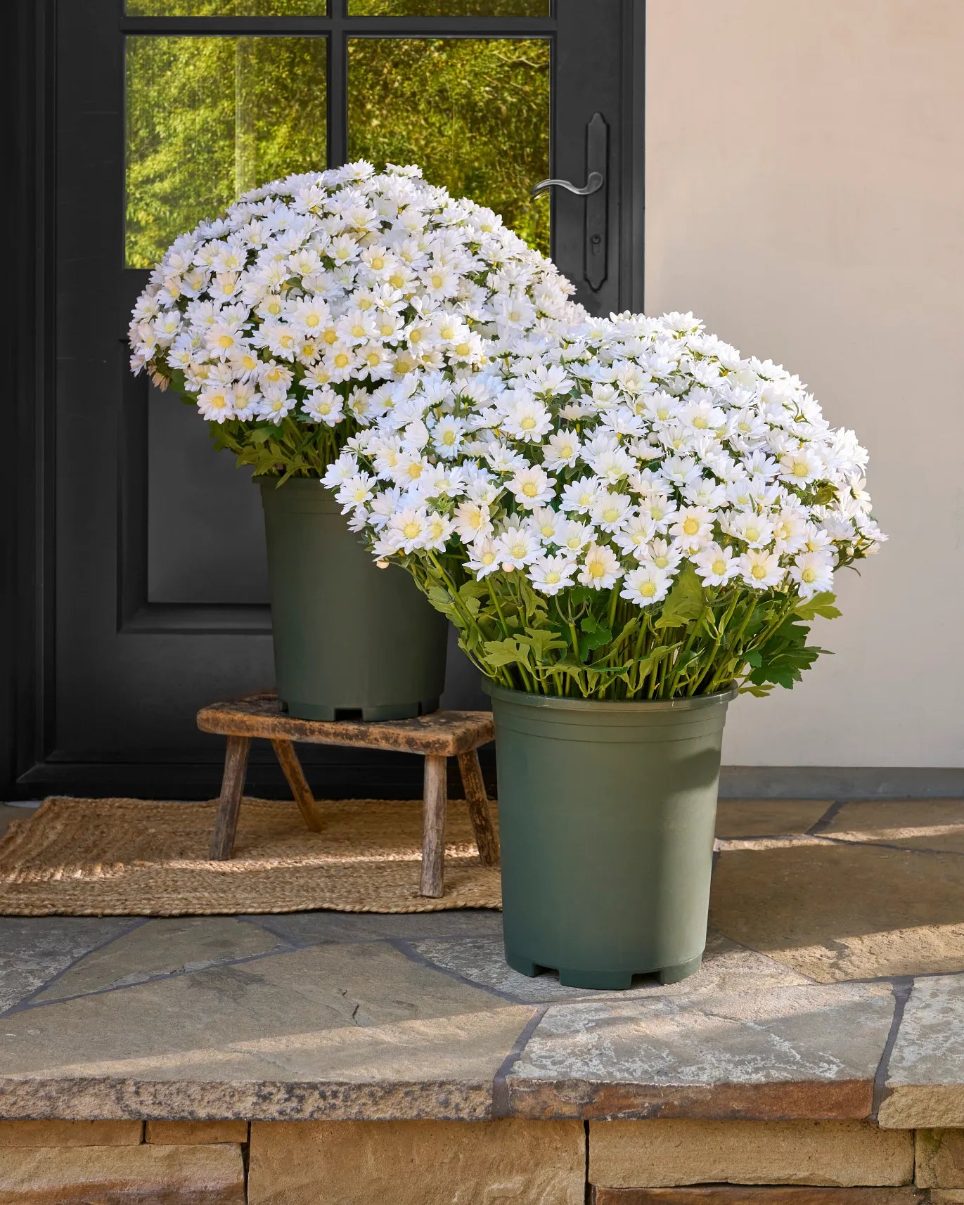 💥ON SALE💥- Artificial Outdoor Sunset Mums Flowers - UV resistant, Wa