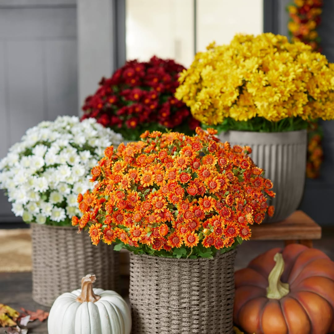 💥ON SALE💥- Artificial Outdoor Sunset Mums Flowers - UV resistant, Wa